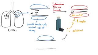 2 How to use inhalers  Ventolin salbutamol [upl. by Agee]