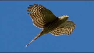 Sparrowhawk Bird Call Bird Song [upl. by Shig]