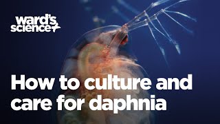 Caring and Culturing for Daphnia [upl. by Aivekal]