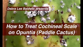 How to Treat Cochineal Scale on Cactus [upl. by Orlene]