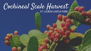 Cochineal Harvest at Lucinda Garcia Park [upl. by Haddad]