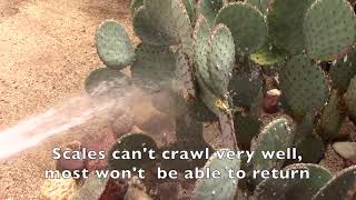 How to Remove Cochineal Scale [upl. by Juditha340]