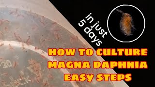 How to Culture Magna Daphnia Easily [upl. by Ueihttam]