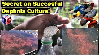 How to Culture Daphnia Successfully [upl. by Barbuto]