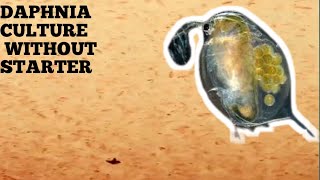 HOW TO CULTURE DAPHNIA NATURALLY WITHOUT A STARTER [upl. by Nosemyaj]