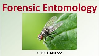 Forensic Entomology [upl. by Assila]