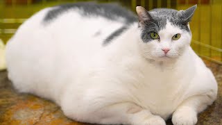 10 Unbelievable FAT Animals [upl. by Cirenoj399]