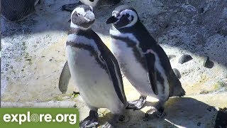 Five Fascinating Facts About Magellanic Penguins  Never Stop Learning [upl. by Ahsote]