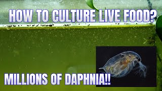 How to Culture Daphnia Secret Method to Breed MILLIONS  Simply Aquatic [upl. by Halilad]