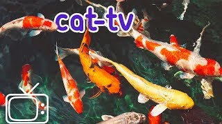 CATTV  Boredom Blasting Fish Videos for Cats [upl. by Alasdair746]