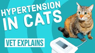 Hypertension in Cats  High Blood Pressure [upl. by Nickola]