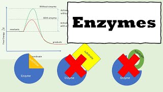 Enzymes  How Enzymes Work  Enzyme kinetics [upl. by Nidroj]