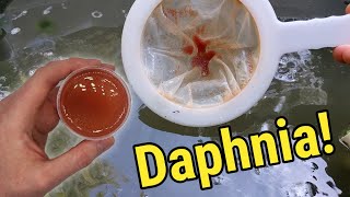 How I Culture Daphnia In Outdoor Tubs [upl. by Eyla]