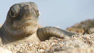 Turtle Hatchlings Face Death While Dashing to Ocean [upl. by Repsaj]