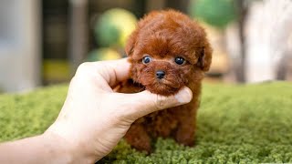 10 Dog Breeds That Have The Cutest Puppies [upl. by Minnie]