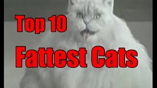 Worlds Fattest Cats  Top 10 Record Breaking Fat Cats [upl. by Adiaj]