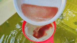 How to culture daphnia  Daphnia culture  How to grow daphnia outdoor [upl. by Aihsekal]