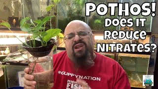 HOW TO LOWER NITRATES WITHOUT CHANGING WATER ADD POTHOS PLANT TO AQUARIUM [upl. by Brittain948]