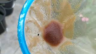 How to culture daphnia moina in a small container Part 1 English Subtitle [upl. by Norvin]