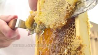 How To Extract Honey From A Bee Hive Beginners Guide [upl. by Leirea]