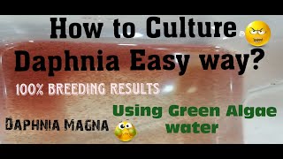 Daphnia MagnaHow to Culture Daphnia Easy wayCulturing Daphnia using Green water Daphnia [upl. by Blain]