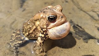 American toad calling sounds [upl. by Poree182]