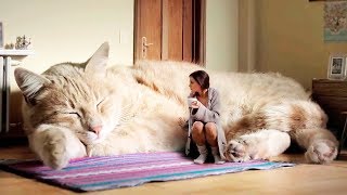 THE BIGGEST CATS In The World [upl. by Suravaj]