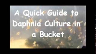 How to culture daphnia outside [upl. by Enimsay590]