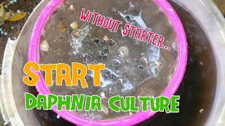 How to culture daphnia moina the easy way 1  Starting the Daphnia culture [upl. by Yesdnik77]