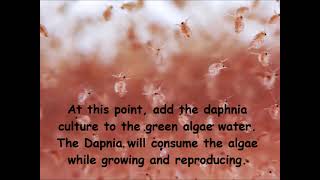 Daphnia  How to grow daphnia in your home [upl. by Froma]