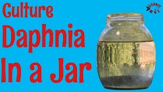 How to Culture Daphnia in a Jar [upl. by Chappy]