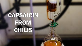 How to extract capsaicinoids from chili peppers [upl. by Afirahs667]