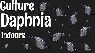 How to Culture Daphnia [upl. by Tempa831]