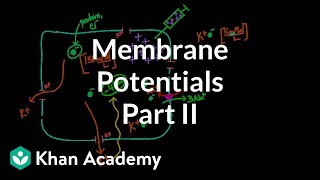 Membrane potentials  part 2  Circulatory system physiology  NCLEXRN  Khan Academy [upl. by Attesor]