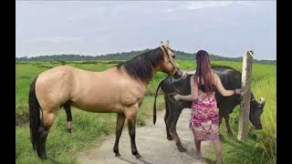 My sister training care her lovely horse in beginner 2021 [upl. by Nottage]