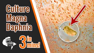 How to culture DAPHNIA MAGNA  The easy way [upl. by Kanya]