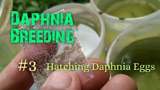 Daphnia Culture made simple and easy 3  Hatching Daphnia eggs [upl. by Adnoyek458]