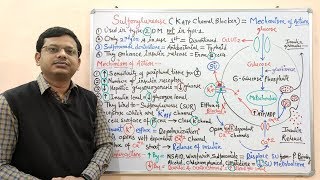 Diabetes Mellitus Part10 Mechanism of Action of Sulfonylurease  Antidiabetic Drugs  Diabetes [upl. by Aikrahs162]