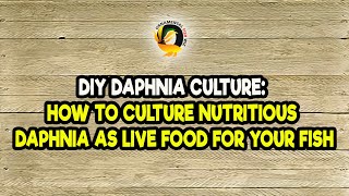 DIY Daphnia Culture How to Culture Nutritious Daphnia as Live Food for Your Fish [upl. by Veriee]