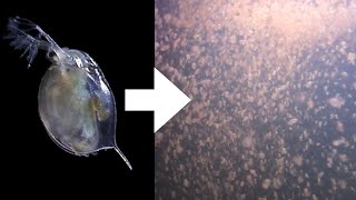 How I Culture Daphnia [upl. by Anegue]