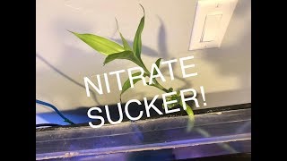 EASY NITRATE REMOVAL [upl. by Agn549]