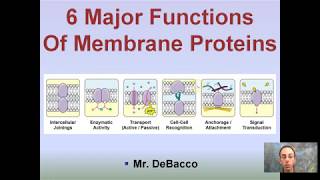 6 Major Functions of Cell Membrane Proteins [upl. by Delsman]