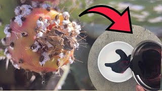 How to extract dye from Cochineal bugs [upl. by Maynord]