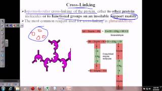 Enzyme immobilization [upl. by Marienthal]