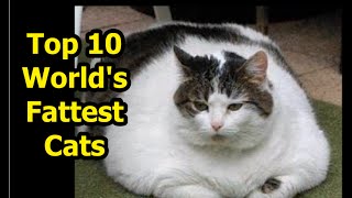 The Worlds Fattest Cats ★★ GUINNESS WORLD RECORDS★★ [upl. by Akemed]