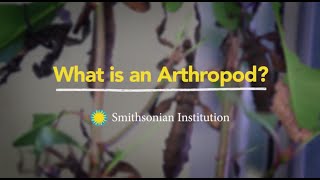 What is an Arthropod [upl. by Nyrhtakyram]