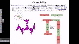 Enzyme cross linking [upl. by Adehsor]