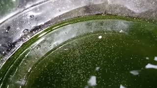 DAPHNIA MOINA CULTURE IN A SMALL BUCKET [upl. by Owen]