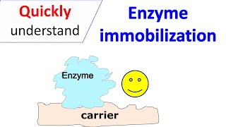 Enzyme immobilization [upl. by Blanding584]