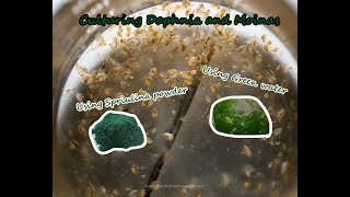 How To Culture Daphnia and Moinas using Green Water Spirulina powder [upl. by Nirot]